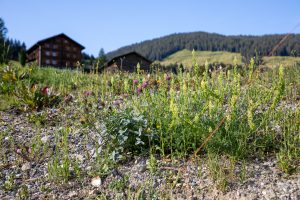 Sommer in Obersaxen