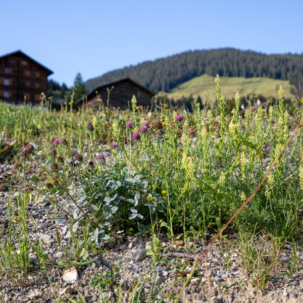 Sommer in Obersaxen